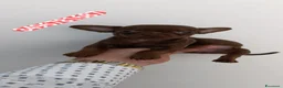 Chihuahua cani in vendita: CHIHUAHUA stupendo chocolate  - Annuncio 1