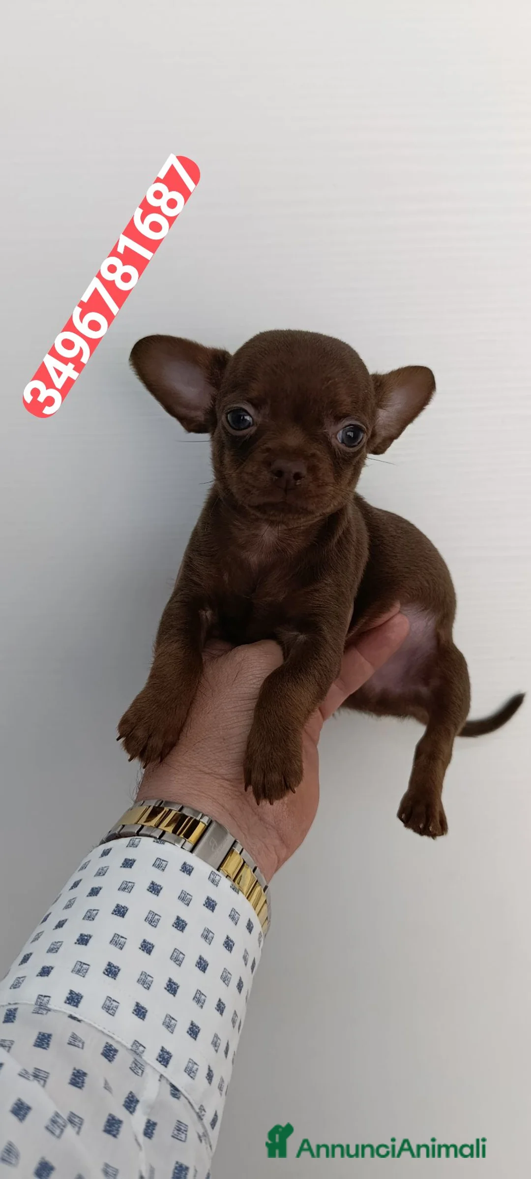 Chihuahua cani in vendita: CHIHUAHUA stupendo chocolate  - Annuncio 1