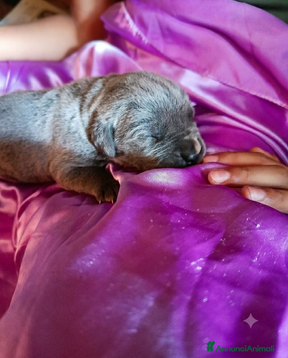 Cane Corso cani Cuccioli CANE CORSO speciali - Annuncio 7