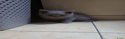 British gatti in vendita: British shortaur - Annuncio 11