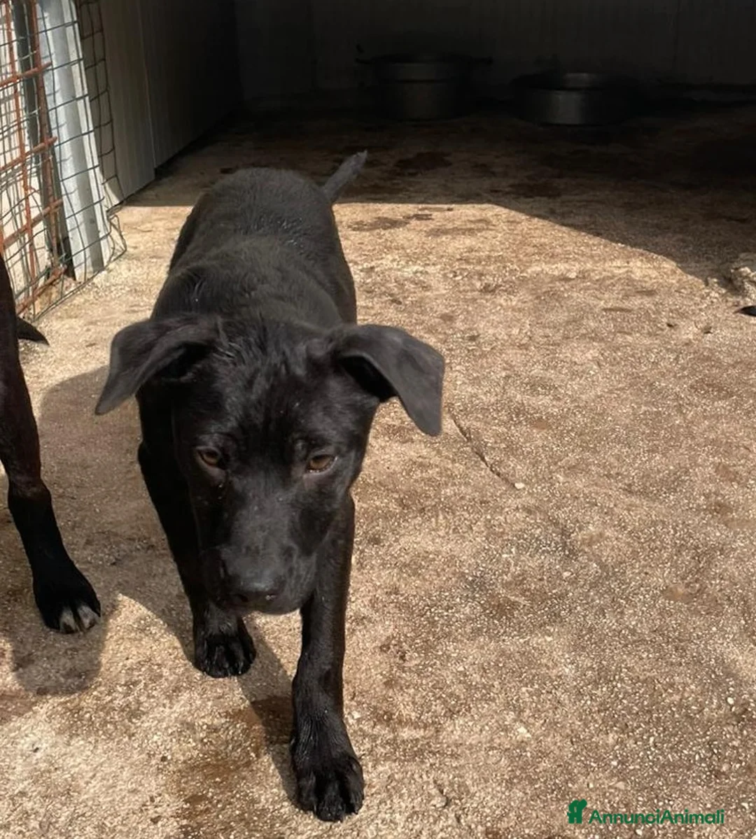 Meticcio cani in regalo: MI ADOTTI? SONO UN SIMIL LABRADORINO NERO - Annuncio 2