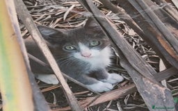 Altre razze gatti in regalo: Nemo, gattino sogna casa - Immagine 3