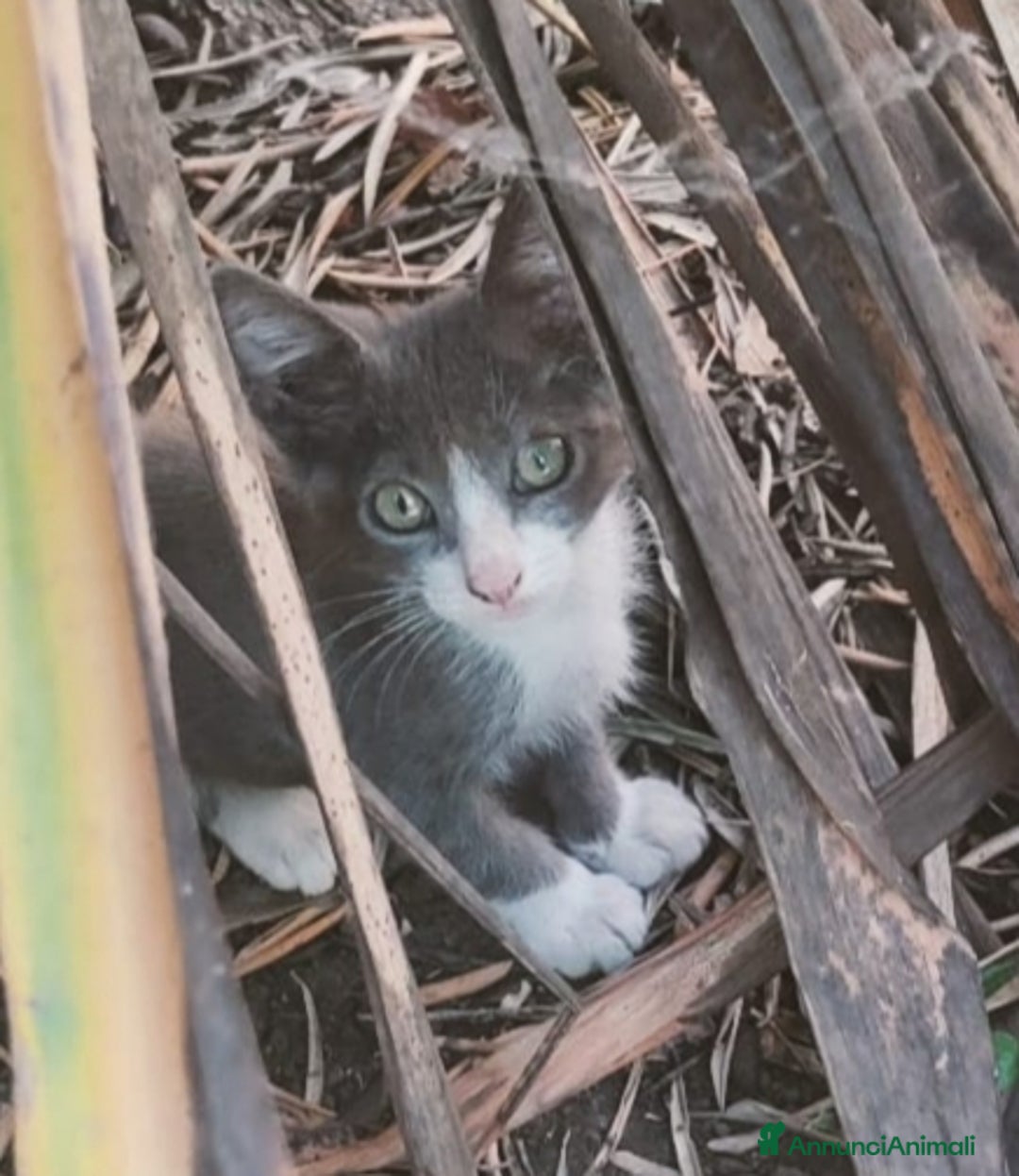 Altre razze gatti in regalo: Nemo, gattino sogna casa - Immagine 3