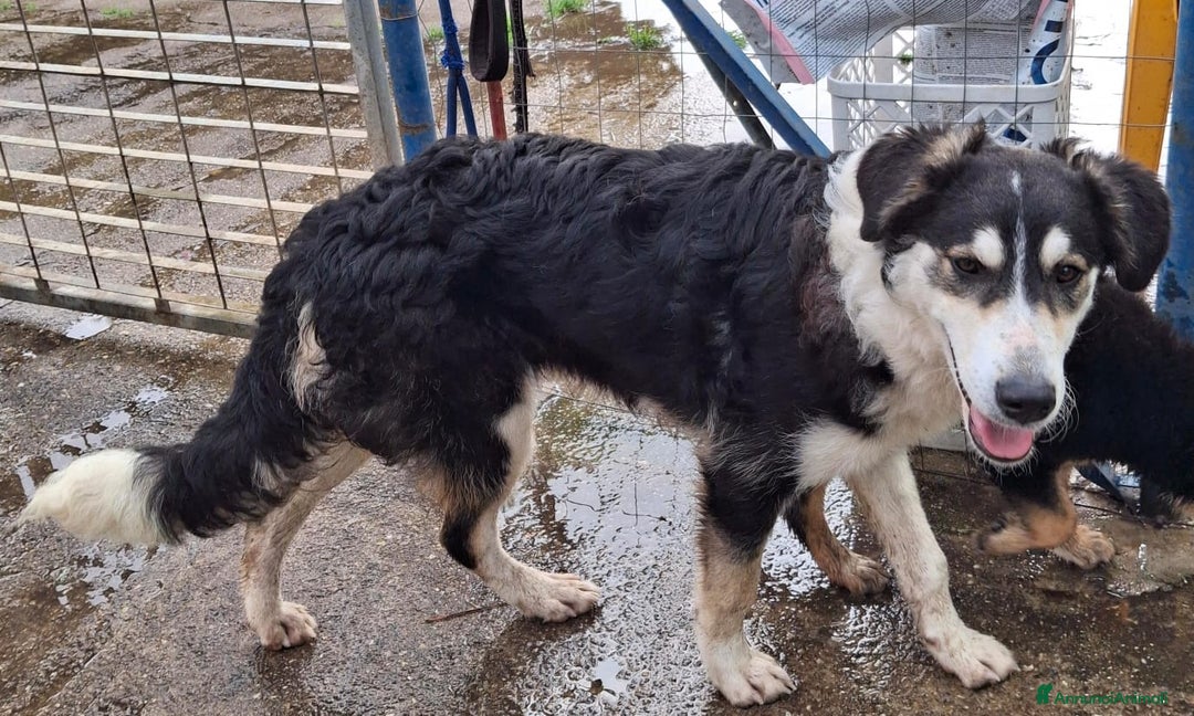 Meticcio cani in regalo: BRETZEL🩷-cucciola. Sta crescendo dietro le sbarre - Annuncio 14