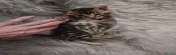 Bengala gatti in vendita: Gattina Bengala con pedigree - Annuncio 3