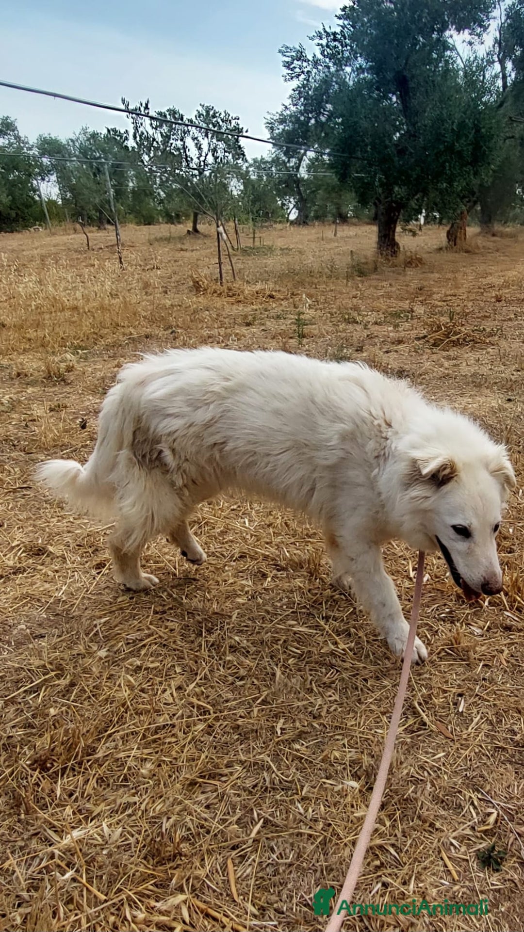 Meticcio cani in regalo: Nonna Penny Cerca Famiglia. Info Monica 3890238584 - Annuncio 15