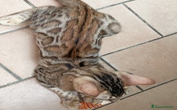 Bengala gatti in vendita: Brown Spotted  a Città metropolitana di Milano - Immagine 4
