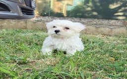 Bichon cani in vendita: 5 bellissimi cuccioli di Bichon Maltese - Immagine 7