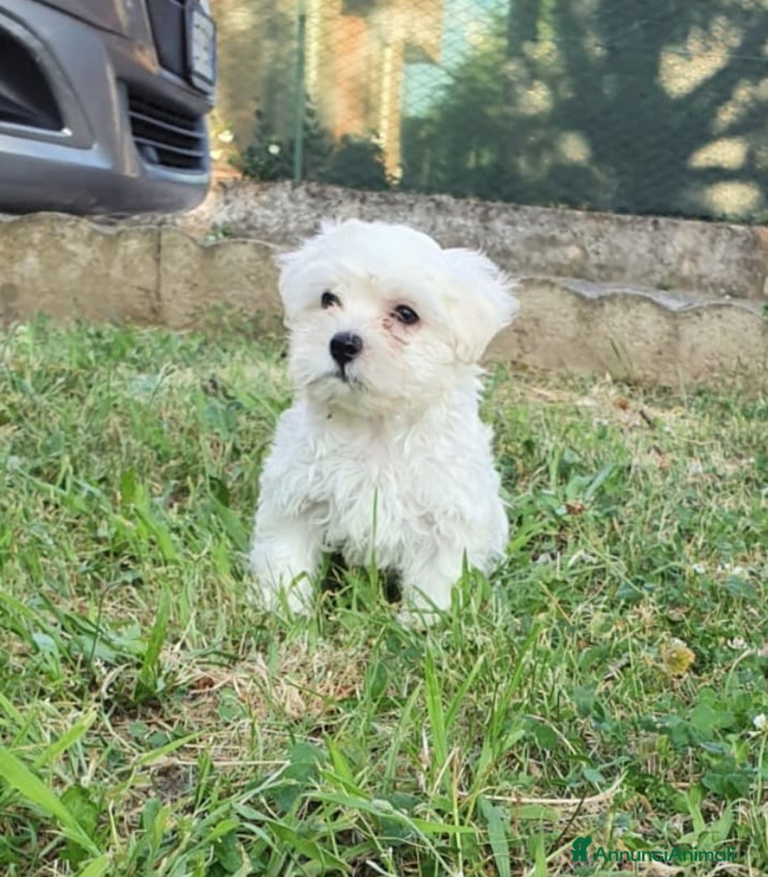Bichon cani in vendita: 5 bellissimi cuccioli di Bichon Maltese - Immagine 7