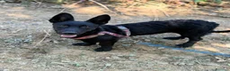 Meticcio cani in regalo: ELIO, fantastico lupetto mignon! TG MEDIO PICCOLA - Annuncio 6
