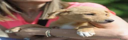 Meticcio cani in regalo: LUNA   - Annuncio 3