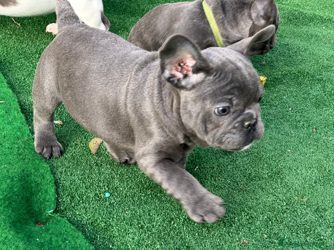 Bulldog Francese cani in vendita: Bulldog francese maschi esotici - Annuncio 21