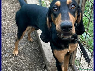Segugio cani ARCI SEGUGIETTO 2 ANNI, TRADITO DALLA SUA FAMIGLIA a Roma - Annuncio 6