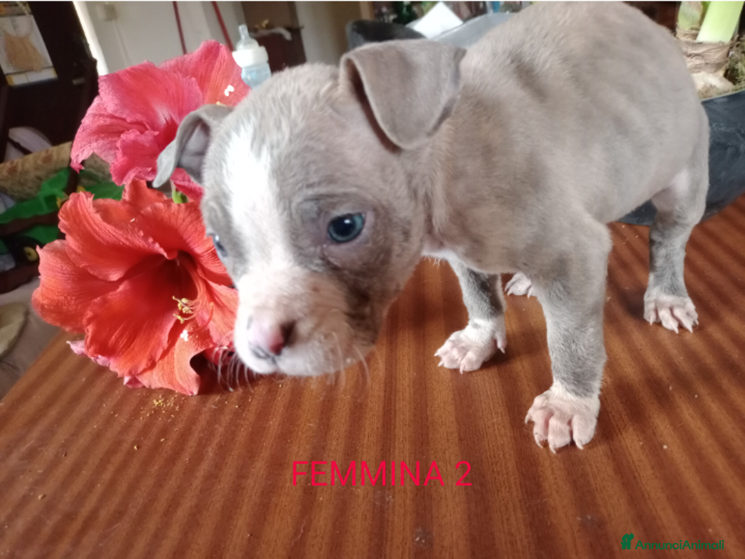 American Bully cani in vendita: American Bully, genitori addestrati da pet terapy  - Annuncio 14