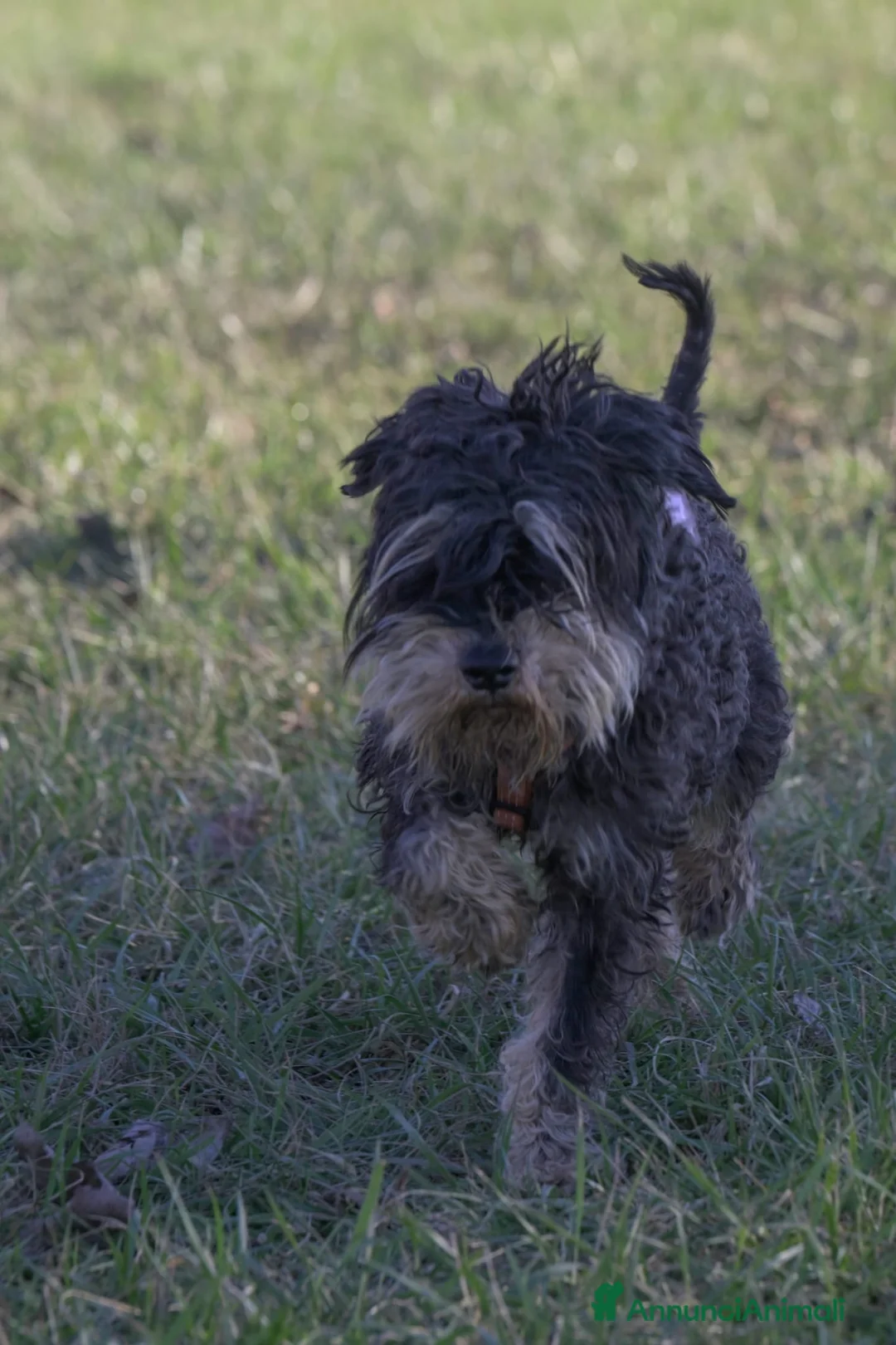 Mini Schnauzer cani in regalo: FUOCO, vivace schnauzer nano in adozione - Annuncio 5