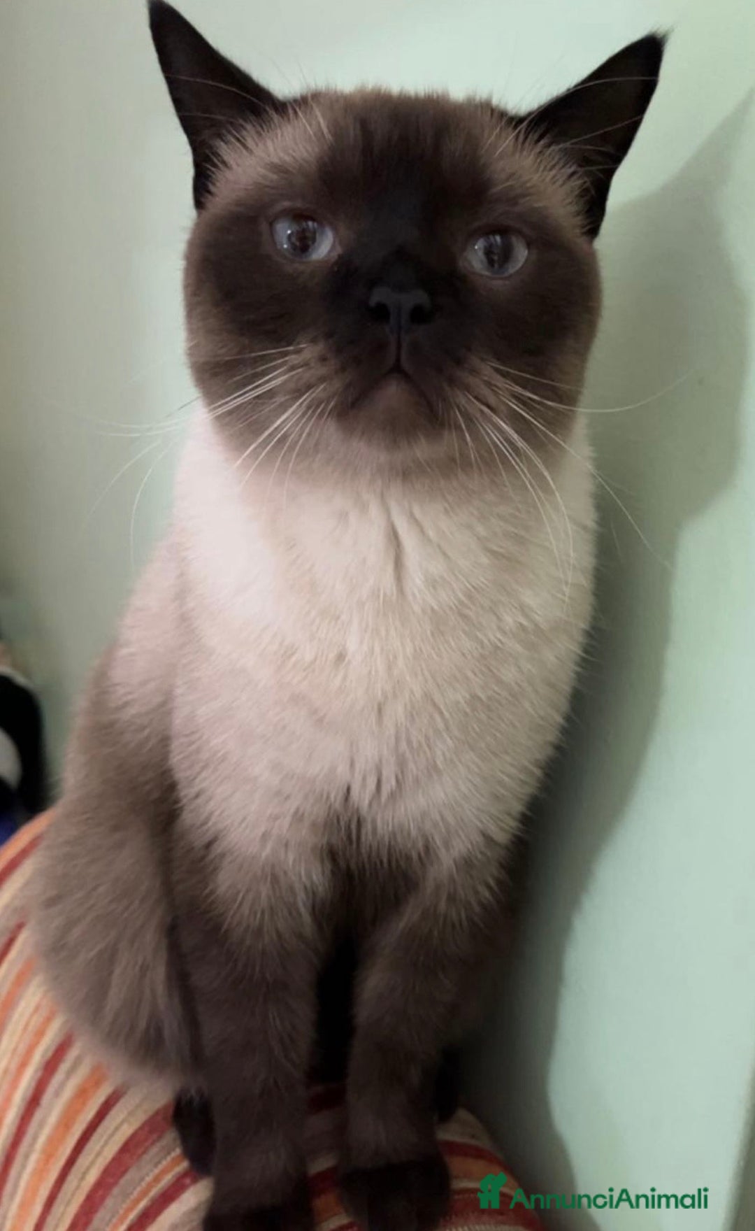 Siamese gatti in regalo: Regalo Gatto siamese di 5 anni “ Sebastian “ - Annuncio 1
