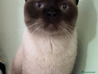 Siamese gatti Regalo Gatto siamese di 5 anni “ Sebastian “ - Annuncio 4
