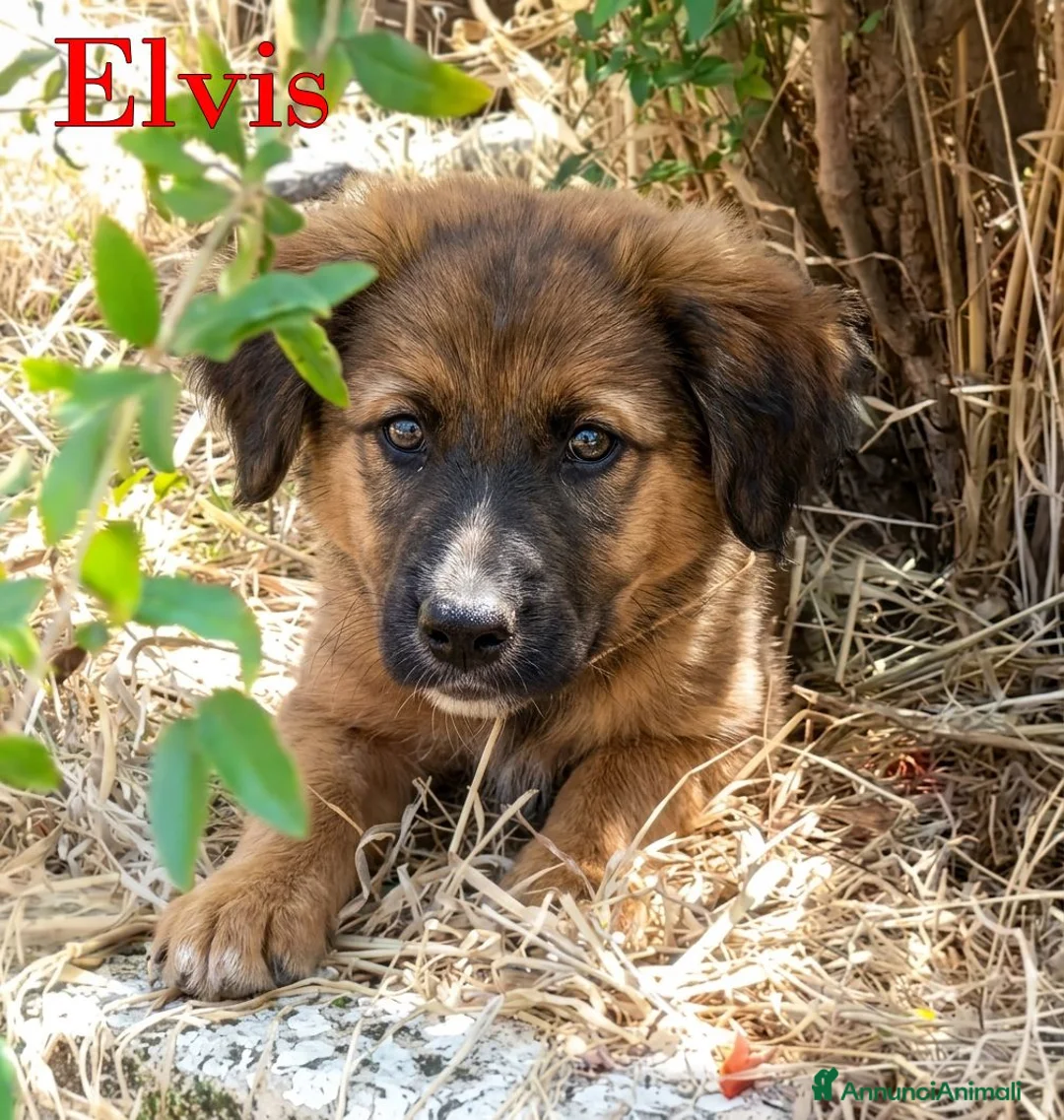 Meticcio cani in regalo: Locky ed Elvis bellissimi cuccioli in adozione - Annuncio 2