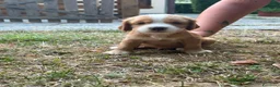 Cocker cani in vendita: VENDO CUCCIOLI COCKER SPANIEL INGLESE - Annuncio 5