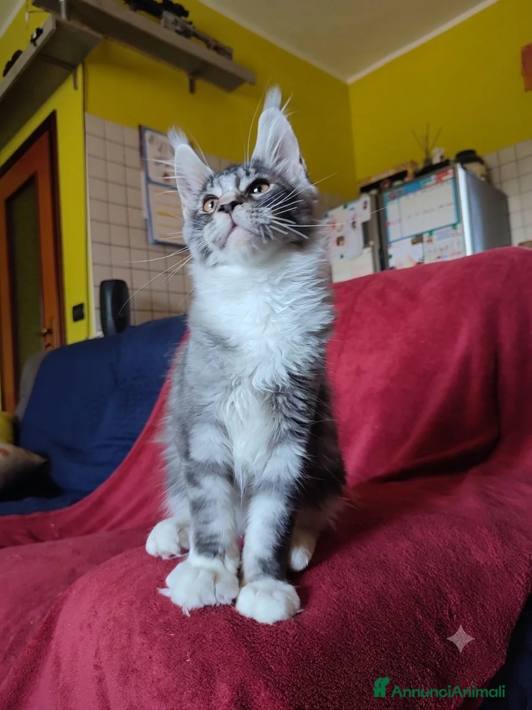 Maine Coon gatti in vendita: Splendido gattino Maine Coon, vivace e curioso - Annuncio 8