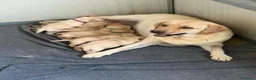 Labrador cani in vendita: Cuccioli di Labrador Retriever Allevamento profess - Annuncio 2