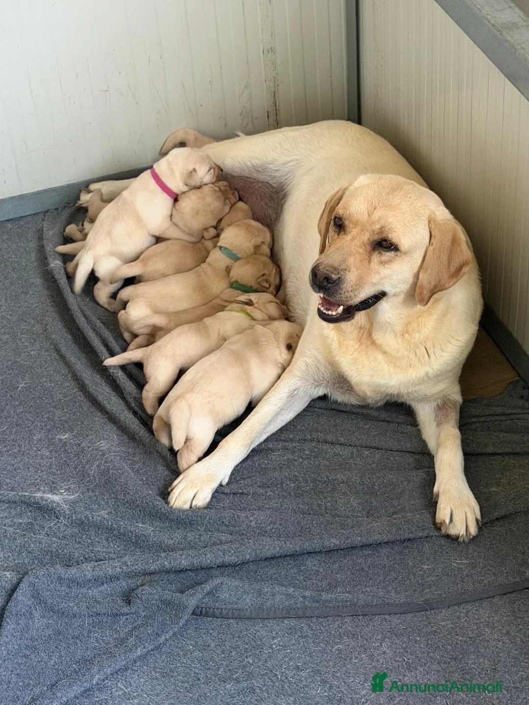 Labrador cani in vendita: Cuccioli di Labrador Retriever Allevamento profess - Annuncio 2