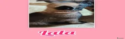 Pastore Belga cani in vendita: Cuccioli Pastore Belga Malinois disponibili a Provincia di Viterbo - Annuncio 4