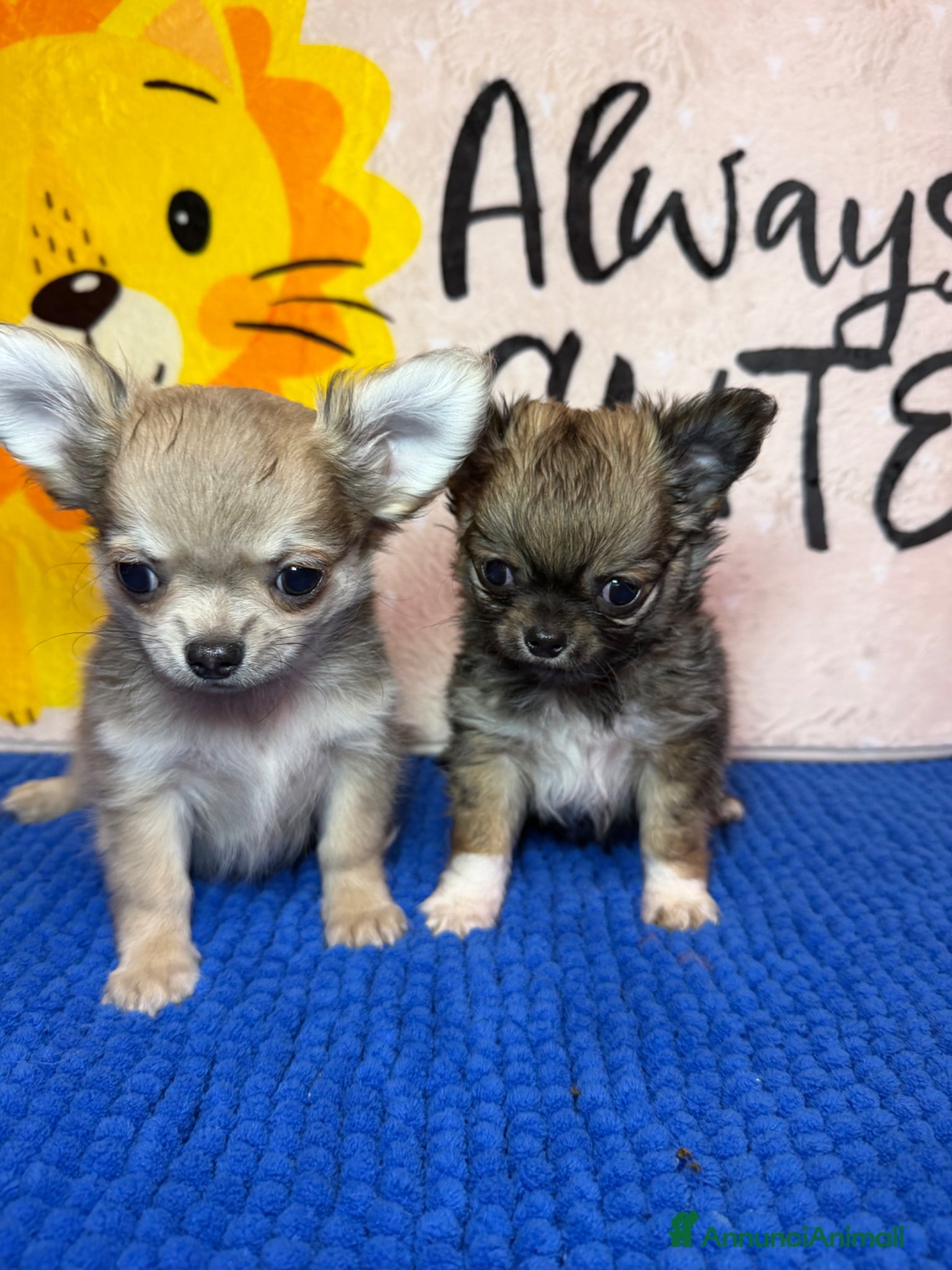 Chihuahua cani Chihuahua maschietto dolcissimo  - Annuncio 1