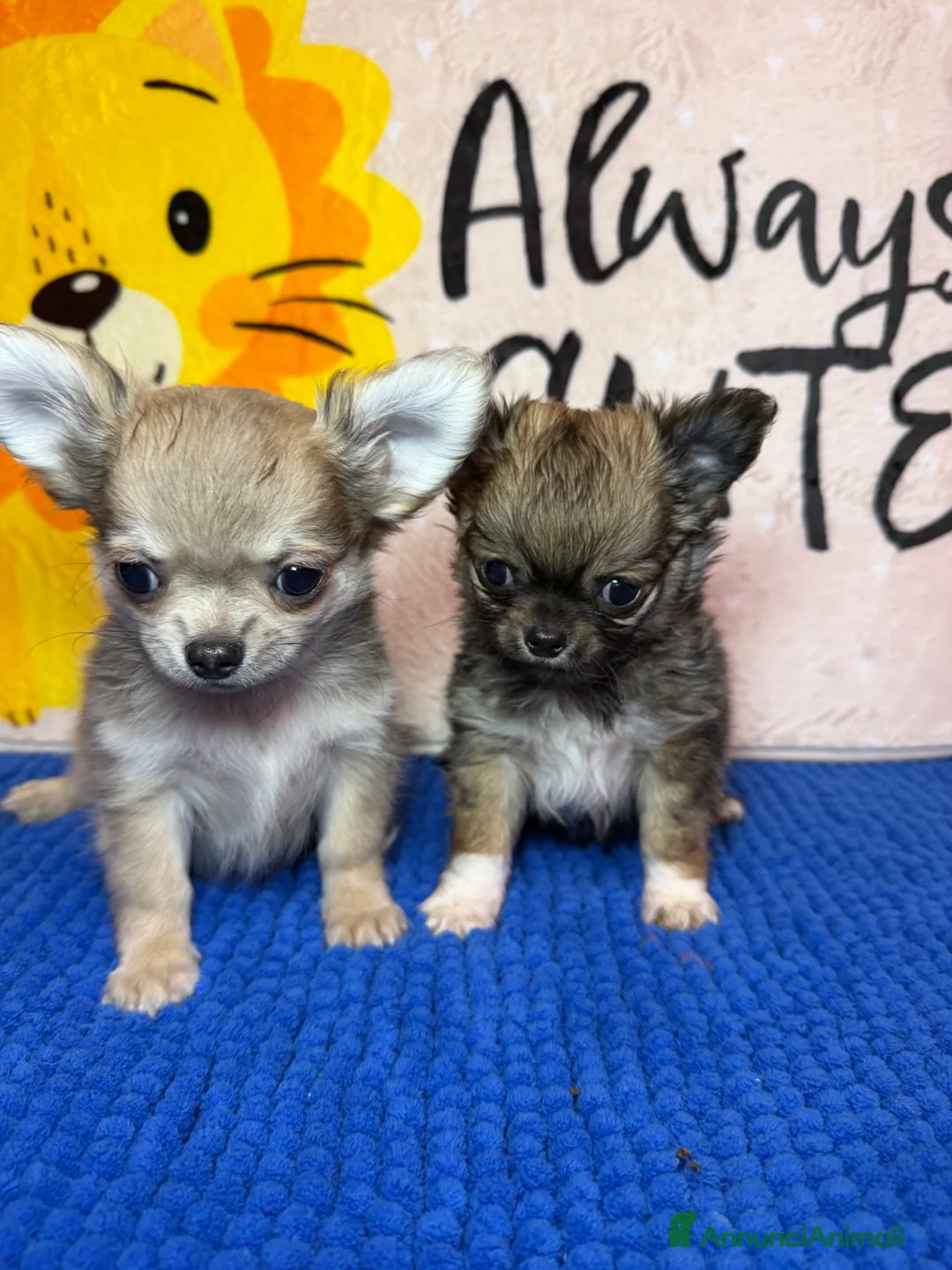 Chihuahua cani in vendita: Chihuahua maschietto dolcissimo  - Annuncio 1