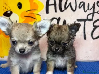 Chihuahua cani Chihuahua maschietto dolcissimo - Annuncio 1