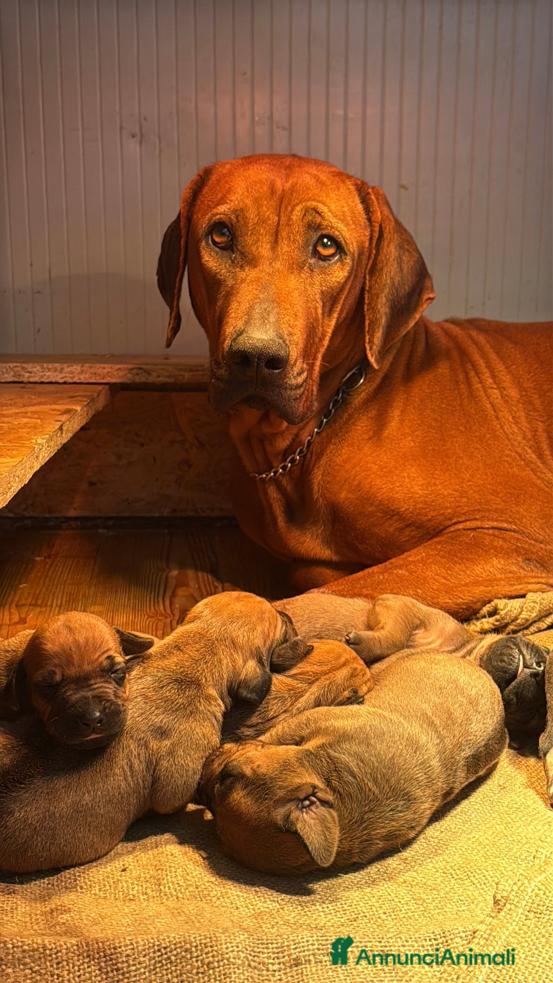 Rhodesian Ridgeback cani in vendita: Cuccioli di Rhodesian Ridgeback  - Annuncio 5