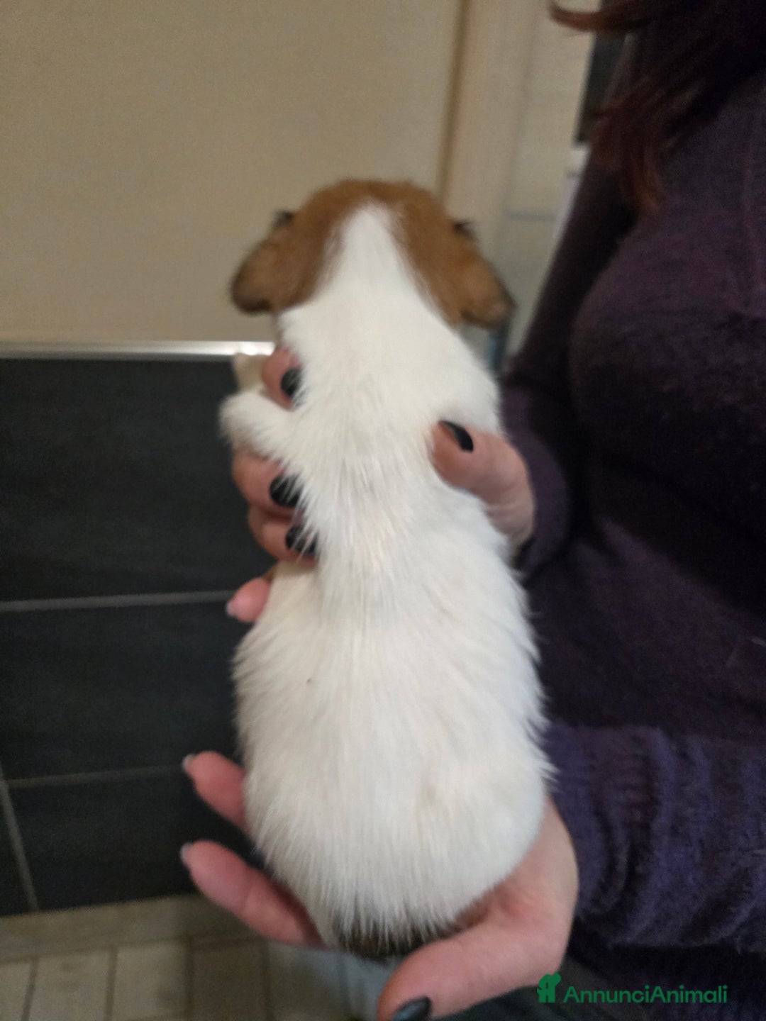 Jack Russell cani in vendita: Cuccioli Jack Russell Terrier - Annuncio 6