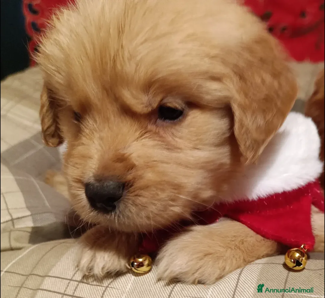 Golden Retriever cani in vendita: Golden retriever americano  - Annuncio 2