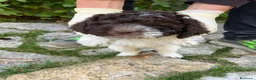 Lagotto cani in vendita: Cuccioli di Lagotto Romagnolo a Provincia dell'Aquila - Annuncio 4