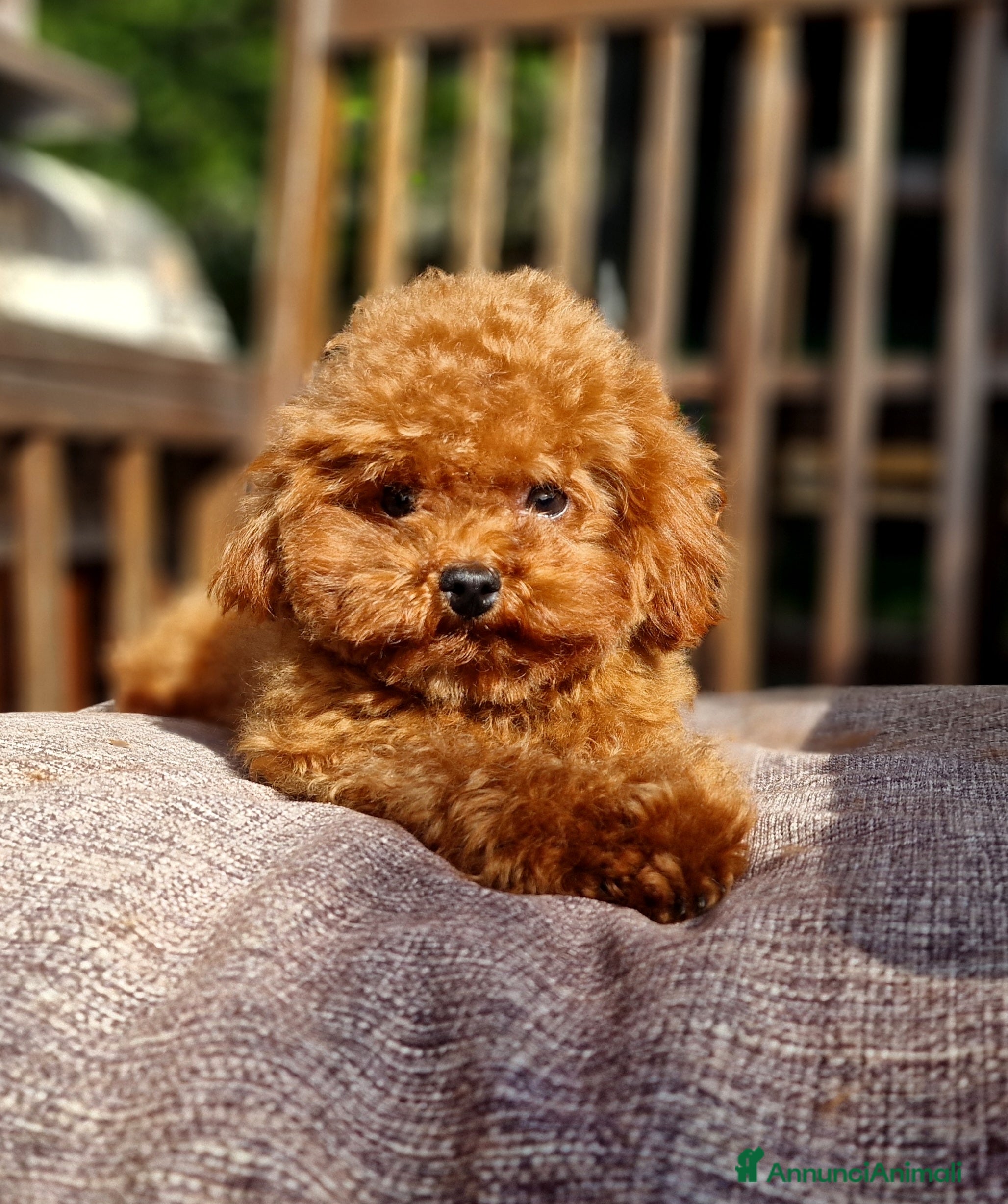 Barboncino Toy cani Barboncino per accopiamento  / monta - Annuncio 12