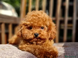 Barboncino Toy cani Barboncino per accopiamento / monta - Annuncio 8