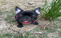 Bulldog Francese cani in vendita: Bulldog francese a Provincia di Modena - Immagine 8