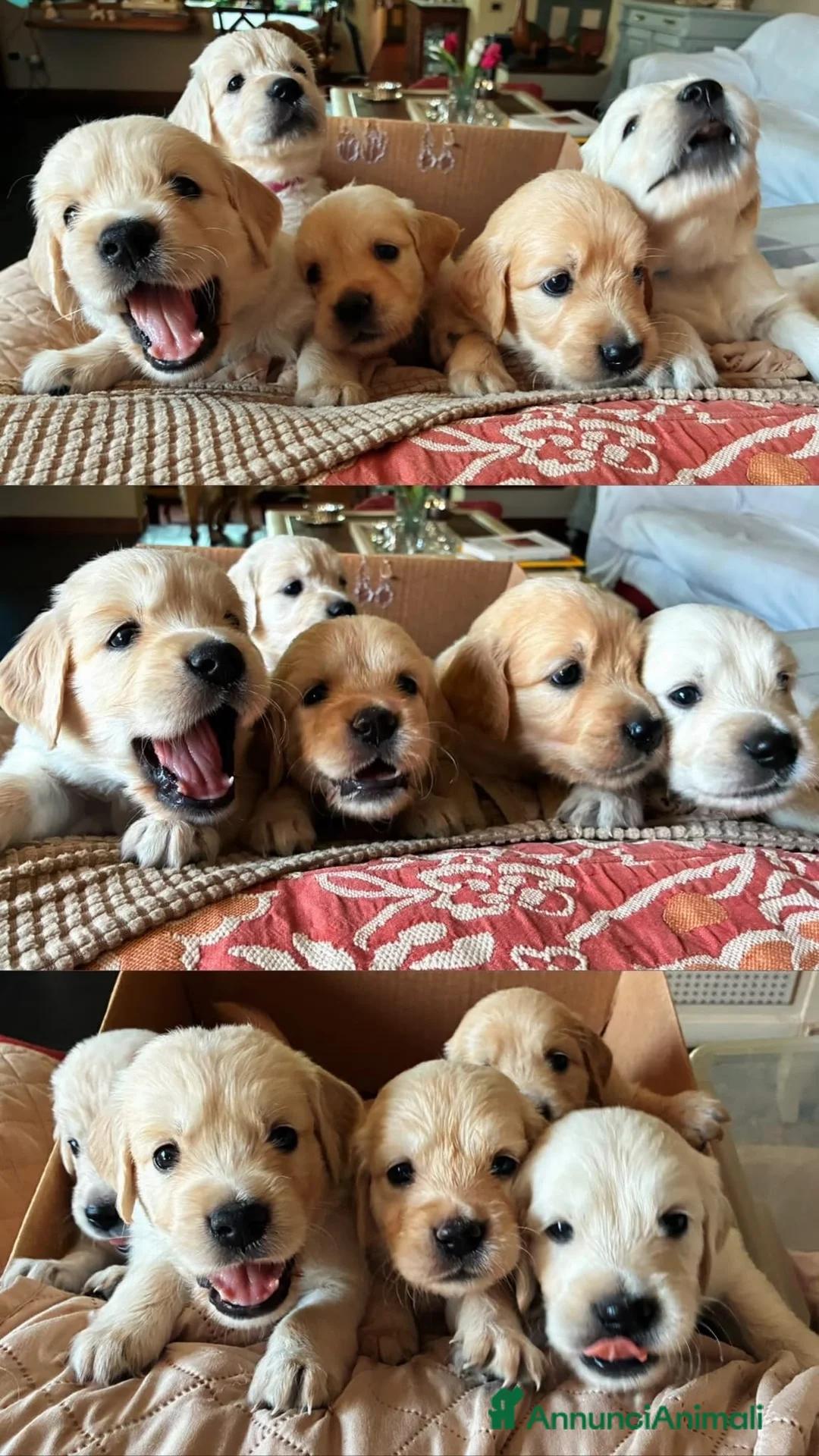 Golden Retriever cani in vendita: Cuccioli Golden Retriever - Annuncio 1