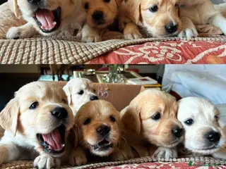 Golden Retriever cani Cuccioli Golden Retriever - Annuncio 4