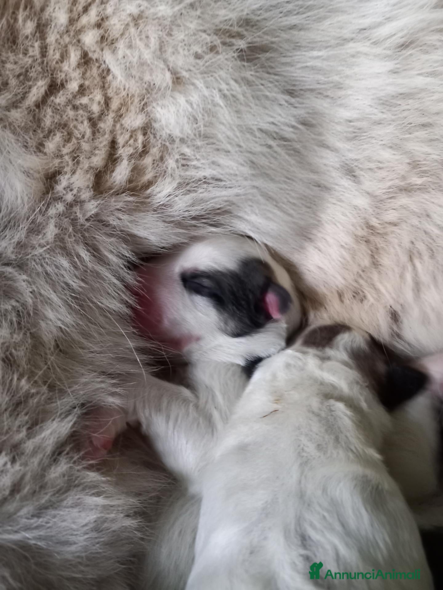 Cane da Montagna dei Pirenei cani Cuccioli Cane da Montagna dei pirenei - Annuncio 7