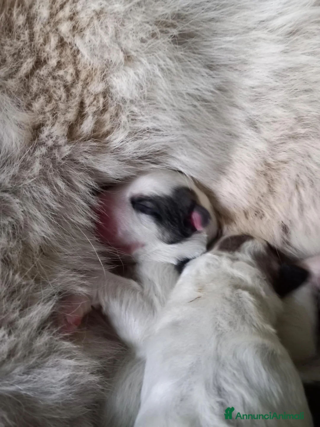 Cane da Montagna dei Pirenei cani in vendita: Cuccioli Cane da Montagna dei pirenei a Provincia di Ravenna - Annuncio 1