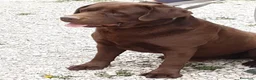 Labrador cani in regalo: Labrador cioccolato - Annuncio 3