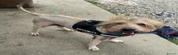Meticcio cani in regalo: Manuel 16 anni Taglia media  - Annuncio 5