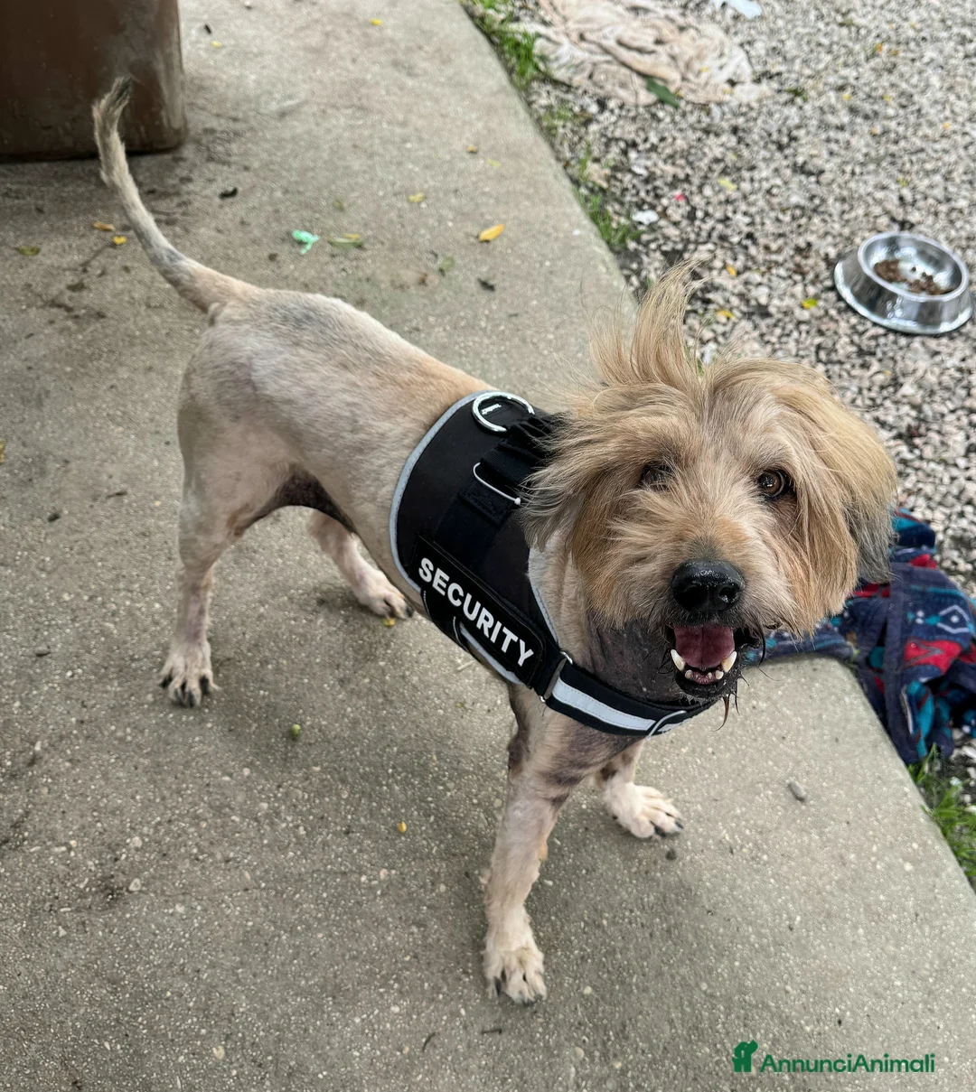 Meticcio cani in regalo: Manuel 16 anni Taglia media  - Annuncio 5