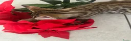 Bengala gatti in vendita: Cucciolo bengala - Annuncio 3