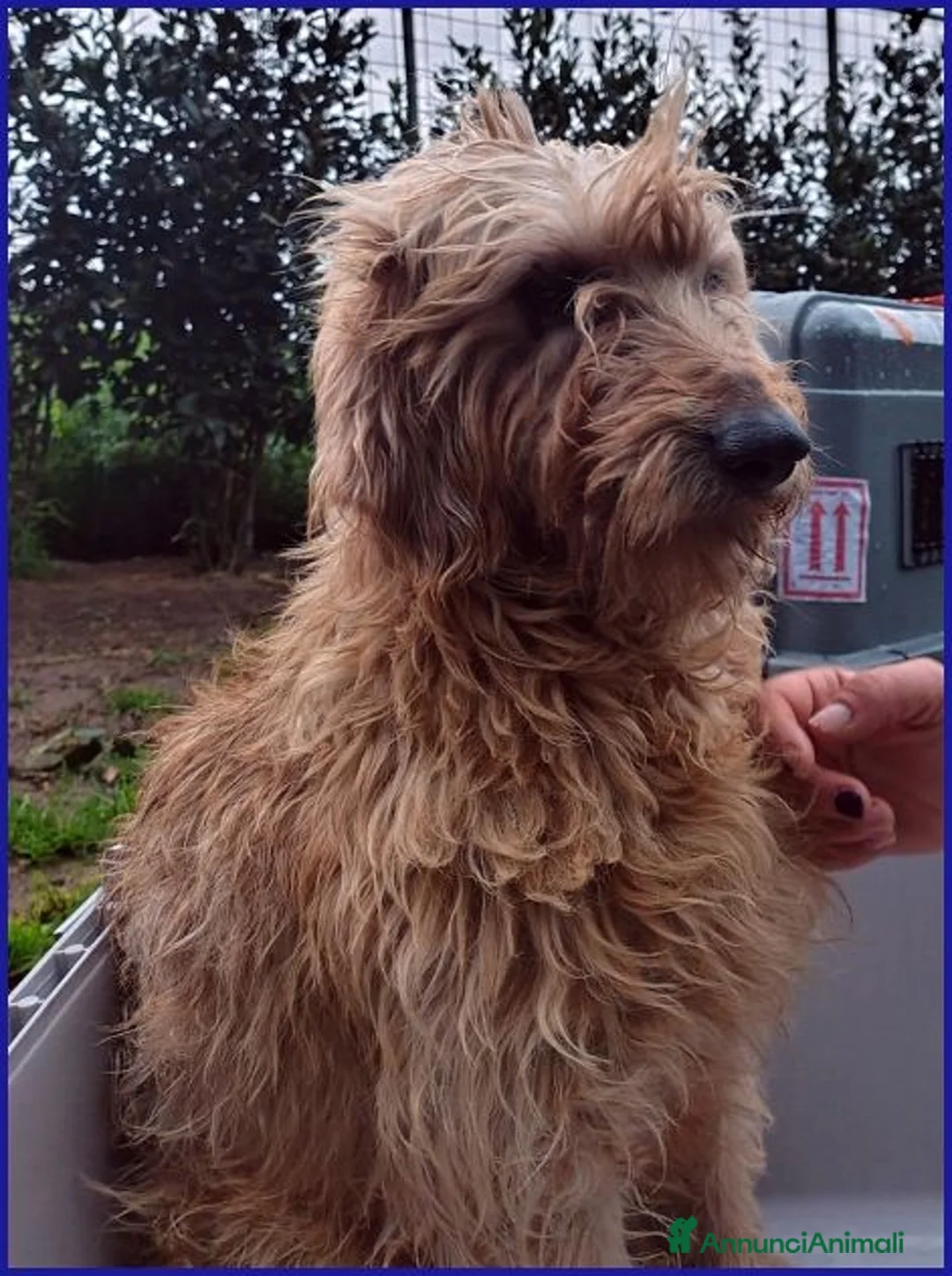 Meticcio cani in regalo: GIOVANNI timido spinoncino cerca affetto - Annuncio 5