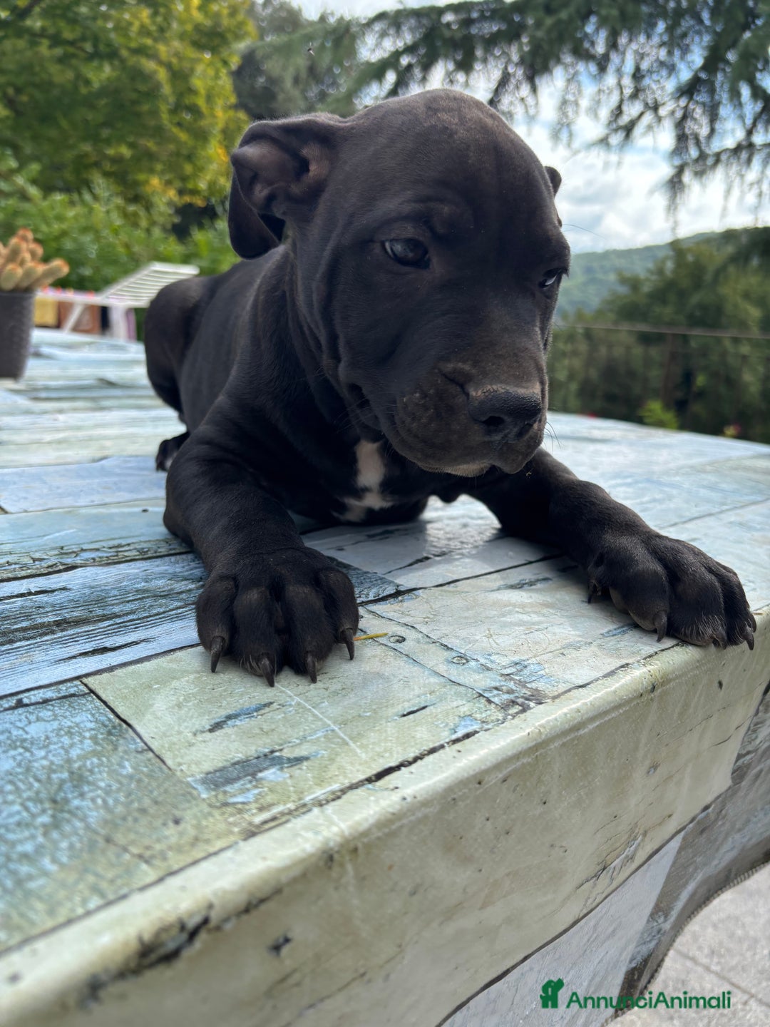 Meticcio cani in vendita: Vendita Cuccioli - Immagine 5