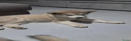 Alaskan Malamute cani in vendita: Bellissimi cuccioli di alaskan malamute  - Annuncio 1