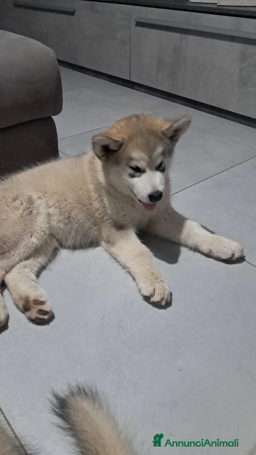 Alaskan Malamute cani in vendita: Bellissimi cuccioli di alaskan malamute  - Annuncio 1