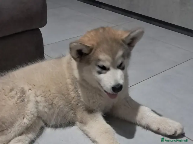 Alaskan Malamute cani in vendita: Bellissimi cuccioli di alaskan malamute - Annuncio 1